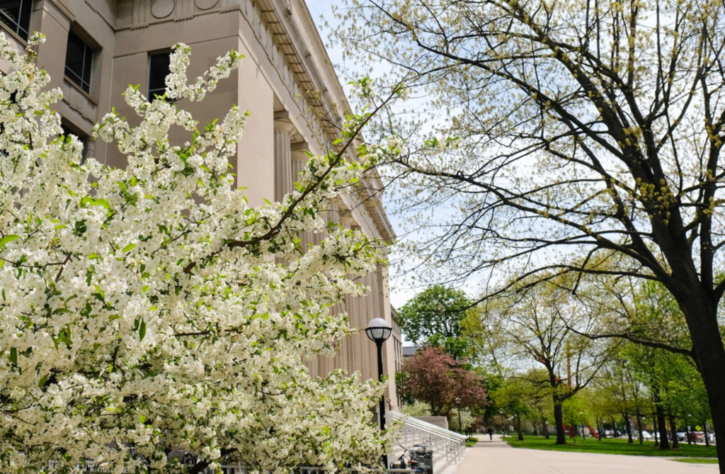 Angel Hall with spring blooms on the trees