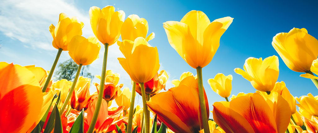 Spring means tulips and special offerings from Conference & Event Services.