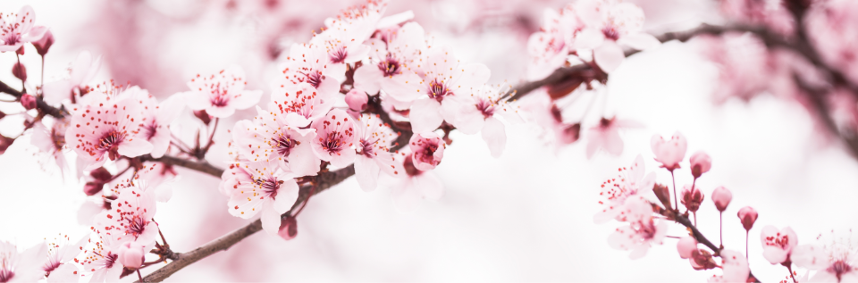 Blossoming Dogwood tree